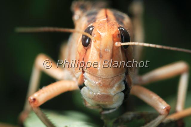 locusta migratoria femelle.JPG - Criquet migrateur, locuste (portrait femelle, forme solitaire)Locusta migratoriaMigratory locustOrthoptera, AcrididaeFrance